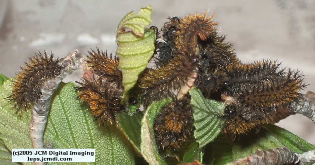 Hemileuca eglanterina (Western/Elegant Sheepmoth) images, rearing, larvae, pupae, cocoons, and documentary