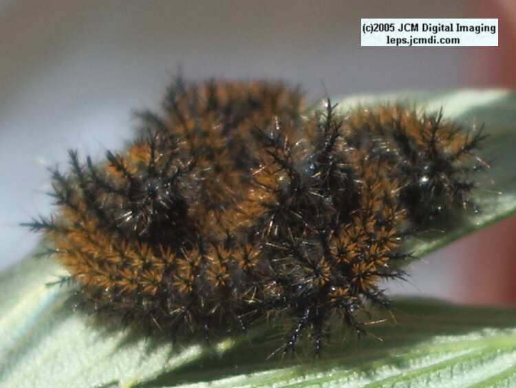 Hemileuca eglanterina (Western/Elegant Sheepmoth) images, rearing, larvae, pupae, cocoons, and documentary