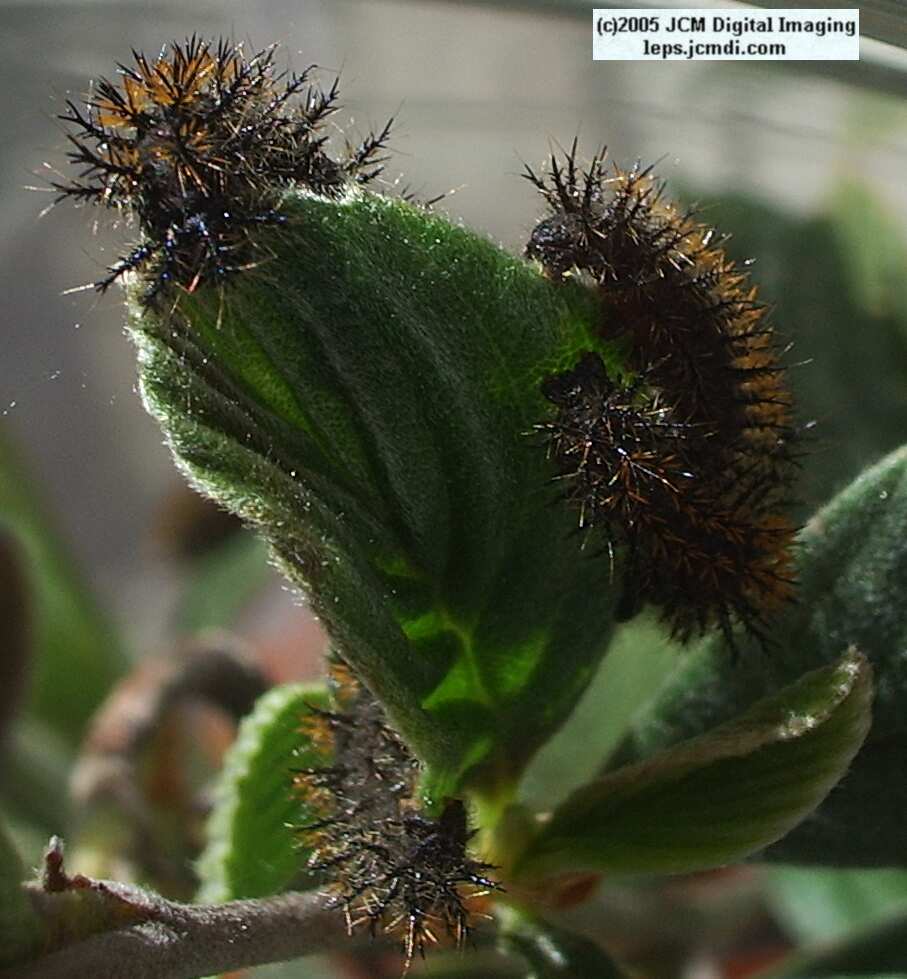 Hemileuca eglanterina (Western/Elegant Sheepmoth) images, rearing, larvae, pupae, cocoons, and documentary