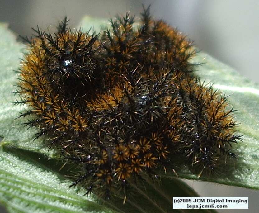 Hemileuca eglanterina (Western/Elegant Sheepmoth) images, rearing, larvae, pupae, cocoons, and documentary