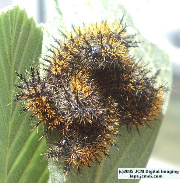 Hemileuca eglanterina (Western/Elegant Sheepmoth) images, rearing, larvae, pupae, cocoons, and documentary
