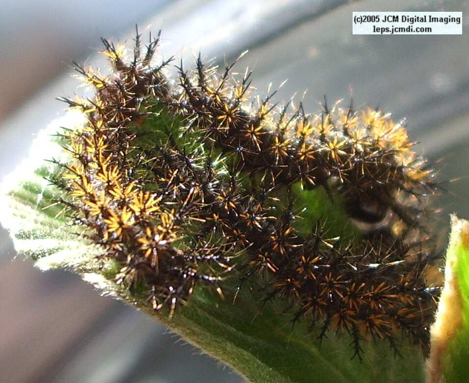 Hemileuca eglanterina (Western/Elegant Sheepmoth) images, rearing, larvae, pupae, cocoons, and documentary