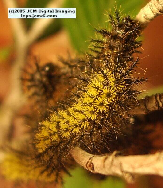 Hemileuca eglanterina (Western/Elegant Sheepmoth) images, rearing, larvae, pupae, cocoons, and documentary
