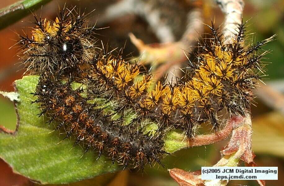 Hemileuca eglanterina (Western/Elegant Sheepmoth) images, rearing, larvae, pupae, cocoons, and documentary