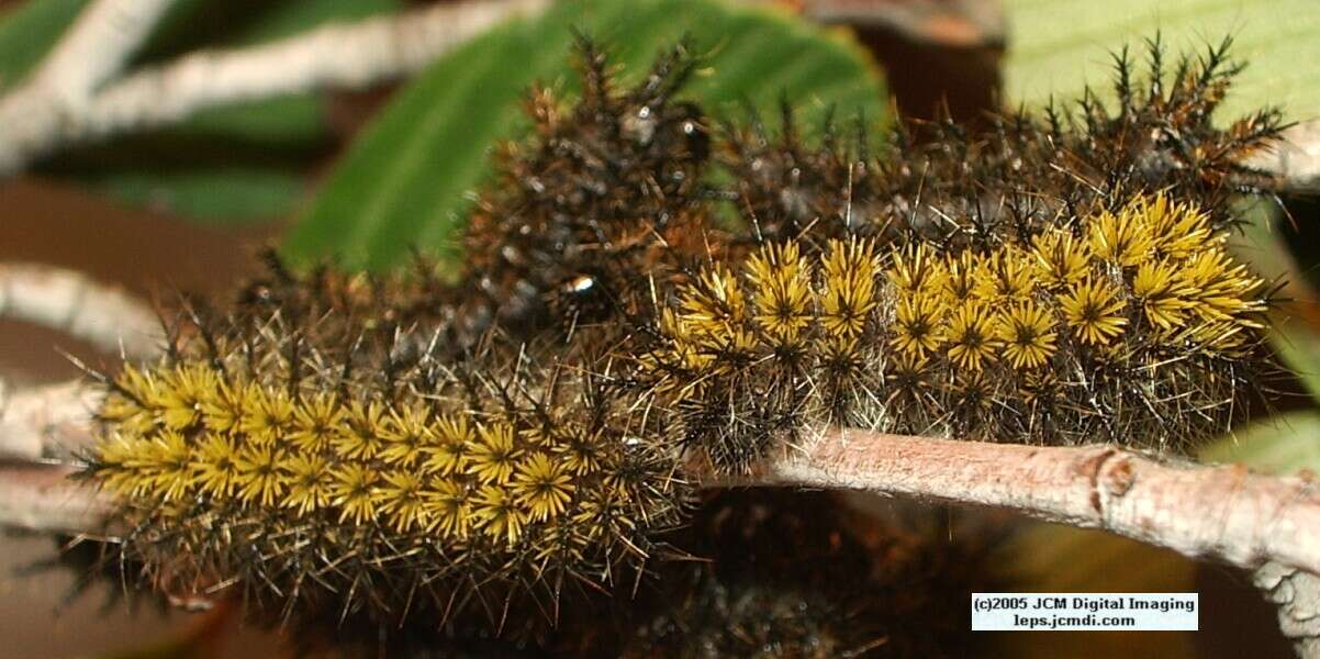 Hemileuca eglanterina (Western/Elegant Sheepmoth) images, rearing, larvae, pupae, cocoons, and documentary