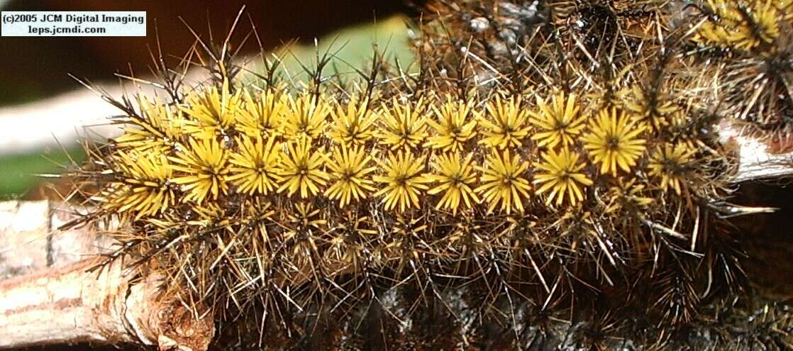 Hemileuca eglanterina (Western/Elegant Sheepmoth) images, rearing, larvae, pupae, cocoons, and documentary