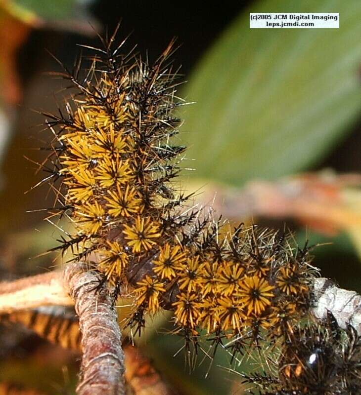 Hemileuca eglanterina (Western/Elegant Sheepmoth) images, rearing, larvae, pupae, cocoons, and documentary