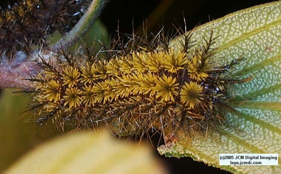 Hemileuca eglanterina (Western/Elegant Sheepmoth) images, rearing, larvae, pupae, cocoons, and documentary