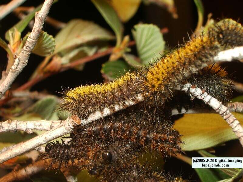Hemileuca eglanterina (Western/Elegant Sheepmoth) images, rearing, larvae, pupae, cocoons, and documentary