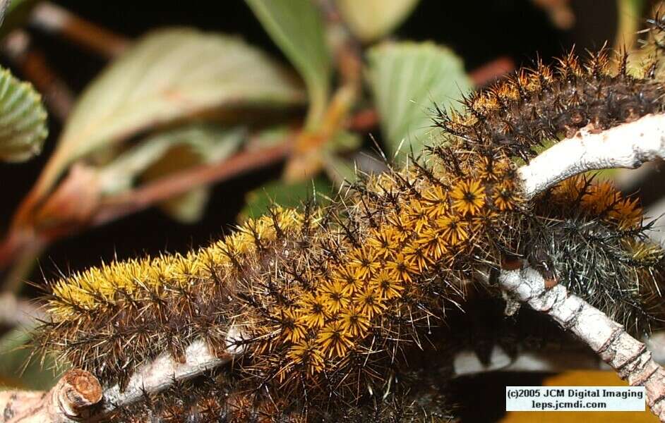 Hemileuca eglanterina (Western/Elegant Sheepmoth) images, rearing, larvae, pupae, cocoons, and documentary