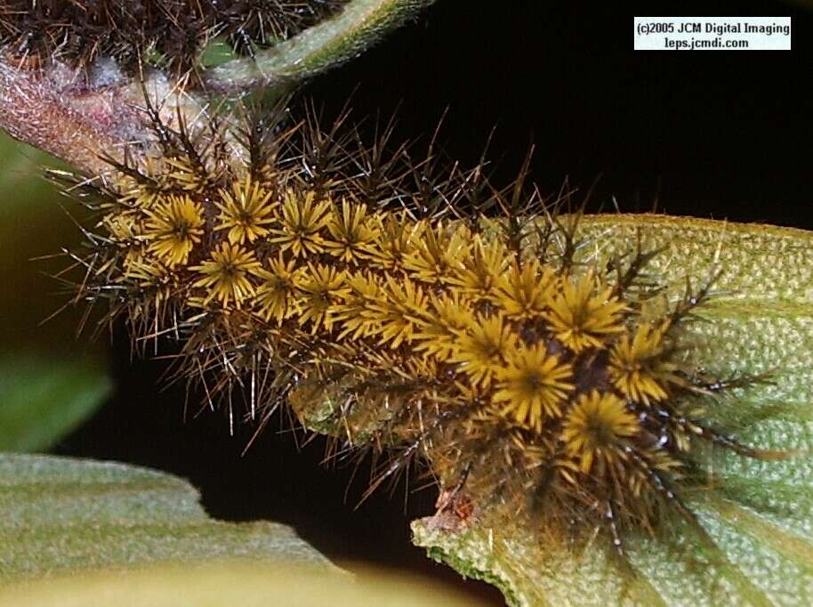 Hemileuca eglanterina (Western/Elegant Sheepmoth) images, rearing, larvae, pupae, cocoons, and documentary