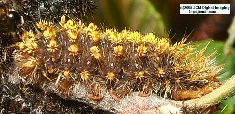 Hemileuca eglanterina (Western/Elegant Sheepmoth) images, rearing, larvae, pupae, cocoons, and documentary