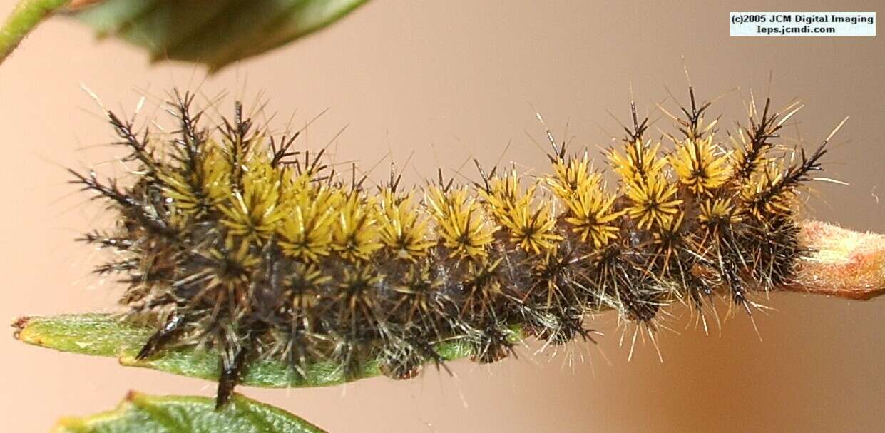 Hemileuca eglanterina (Western/Elegant Sheepmoth) images, rearing, larvae, pupae, cocoons, and documentary