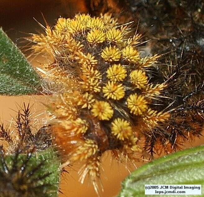 Hemileuca eglanterina (Western/Elegant Sheepmoth) images, rearing, larvae, pupae, cocoons, and documentary