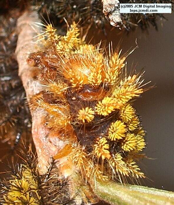 Hemileuca eglanterina (Western/Elegant Sheepmoth) images, rearing, larvae, pupae, cocoons, and documentary