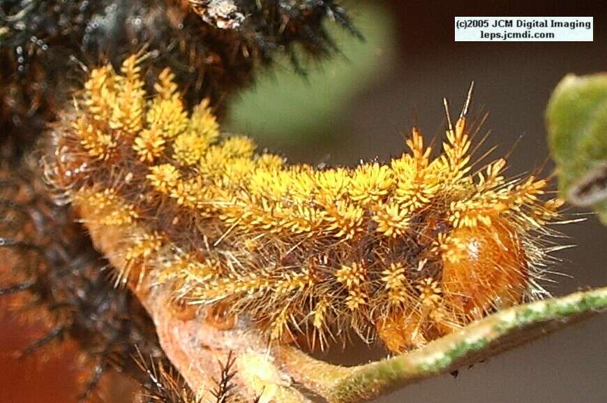 Hemileuca eglanterina (Western/Elegant Sheepmoth) images, rearing, larvae, pupae, cocoons, and documentary