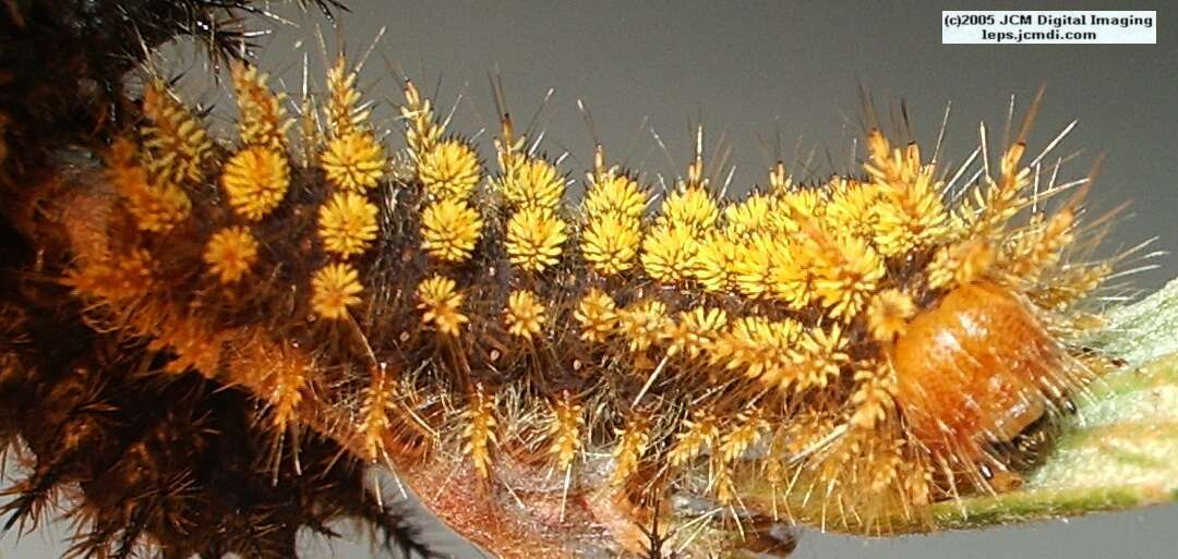 Hemileuca eglanterina (Western/Elegant Sheepmoth) images, rearing, larvae, pupae, cocoons, and documentary