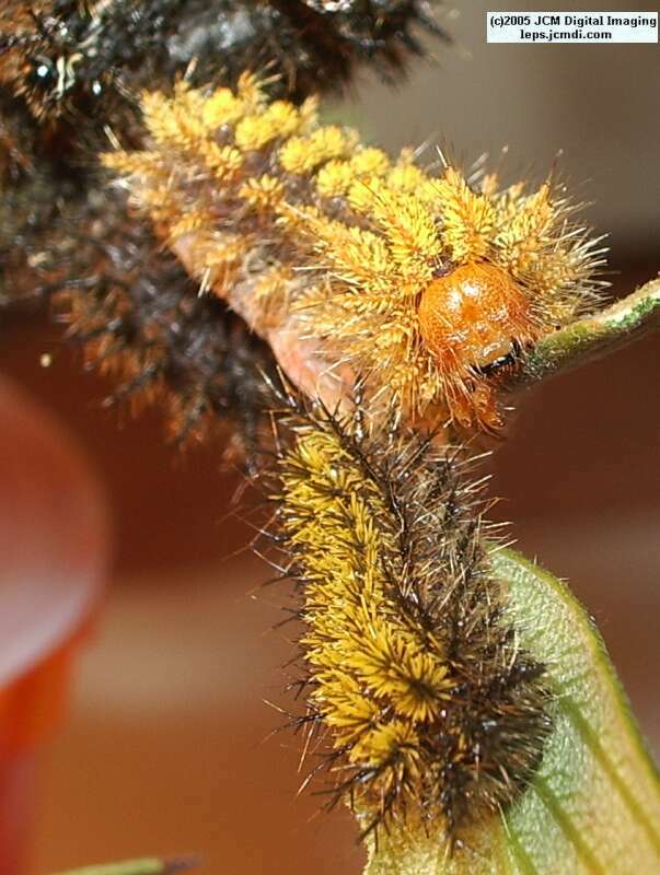 Hemileuca eglanterina (Western/Elegant Sheepmoth) images, rearing, larvae, pupae, cocoons, and documentary