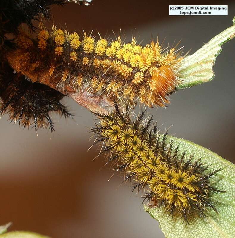 Hemileuca eglanterina (Western/Elegant Sheepmoth) images, rearing, larvae, pupae, cocoons, and documentary