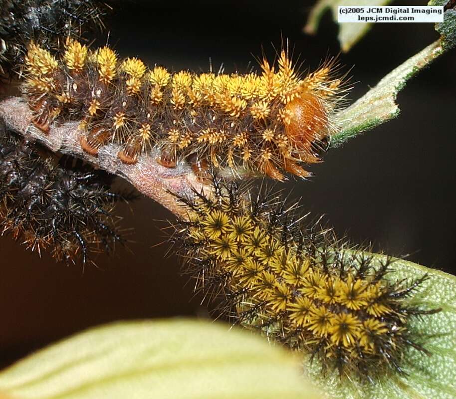 Hemileuca eglanterina (Western/Elegant Sheepmoth) images, rearing, larvae, pupae, cocoons, and documentary