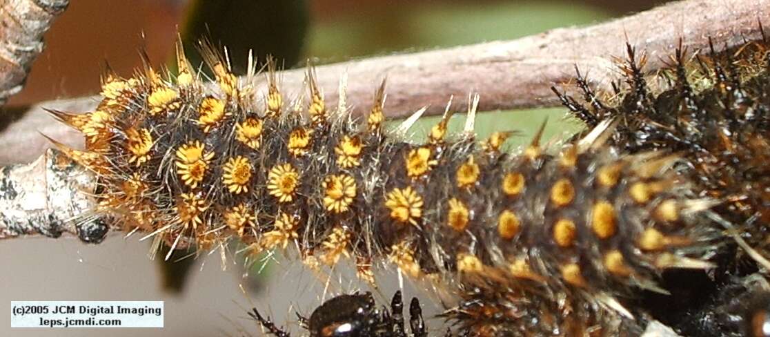Hemileuca eglanterina (Western/Elegant Sheepmoth) images, rearing, larvae, pupae, cocoons, and documentary