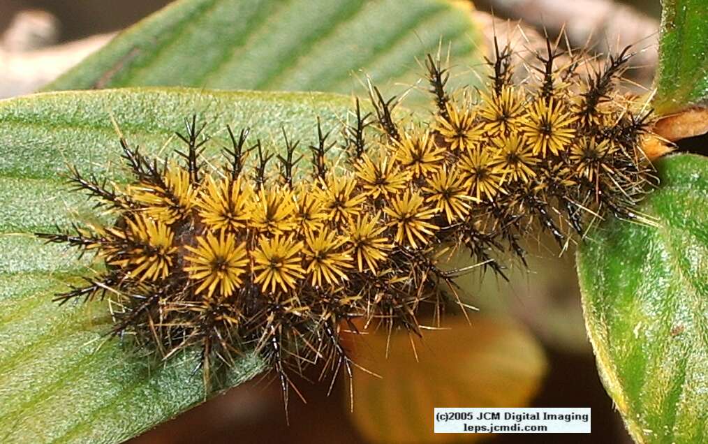 Hemileuca eglanterina (Western/Elegant Sheepmoth) images, rearing, larvae, pupae, cocoons, and documentary