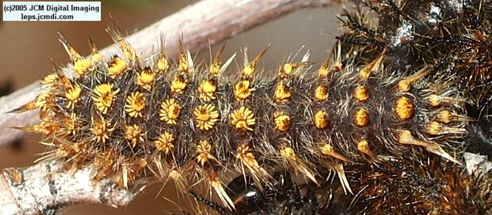 Hemileuca eglanterina (Western/Elegant Sheepmoth) images, rearing, larvae, pupae, cocoons, and documentary