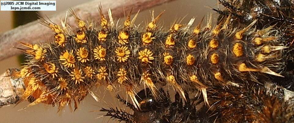 Hemileuca eglanterina (Western/Elegant Sheepmoth) images, rearing, larvae, pupae, cocoons, and documentary