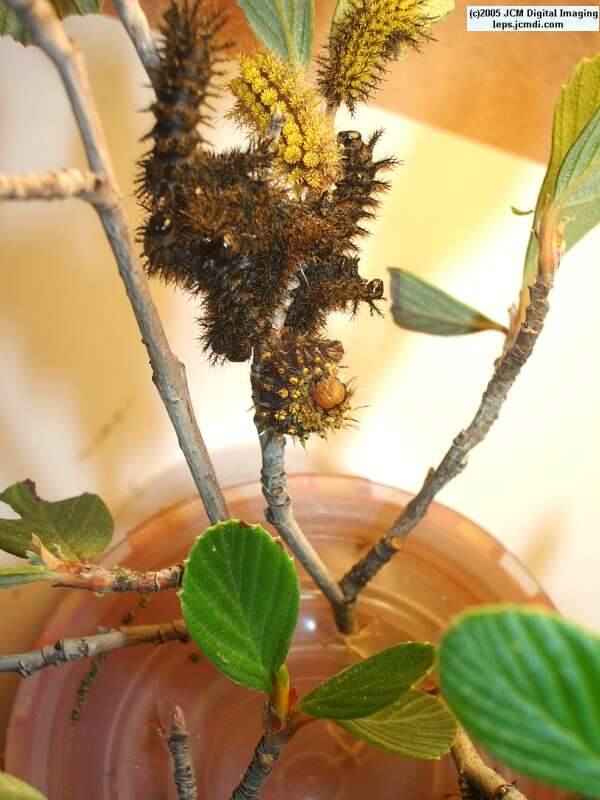 Hemileuca eglanterina (Western/Elegant Sheepmoth) images, rearing, larvae, pupae, cocoons, and documentary