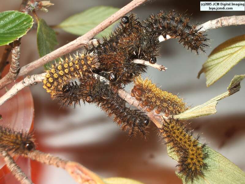 Hemileuca eglanterina (Western/Elegant Sheepmoth) images, rearing, larvae, pupae, cocoons, and documentary