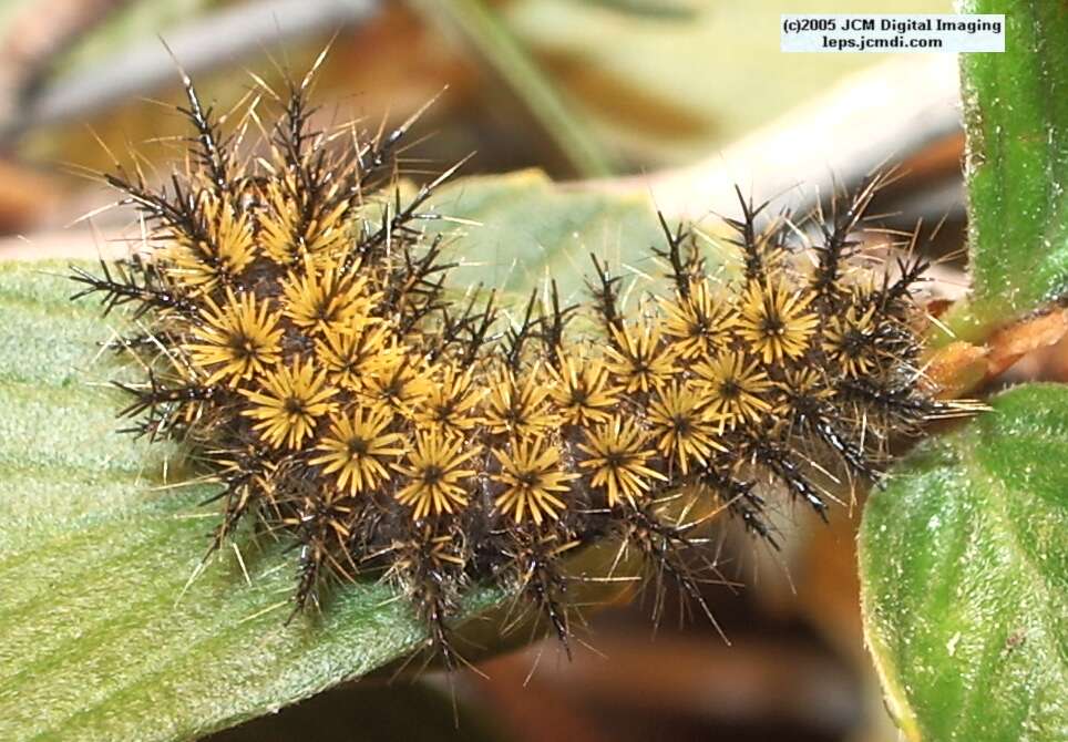 Hemileuca eglanterina (Western/Elegant Sheepmoth) images, rearing, larvae, pupae, cocoons, and documentary