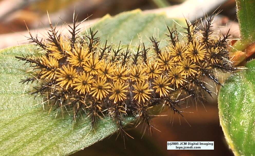 Hemileuca eglanterina (Western/Elegant Sheepmoth) images, rearing, larvae, pupae, cocoons, and documentary
