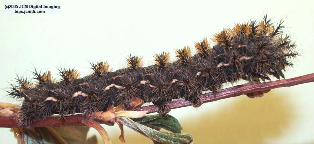 Hemileuca eglanterina (Western/Elegant Sheepmoth) images, rearing, larvae, pupae, cocoons, and documentary