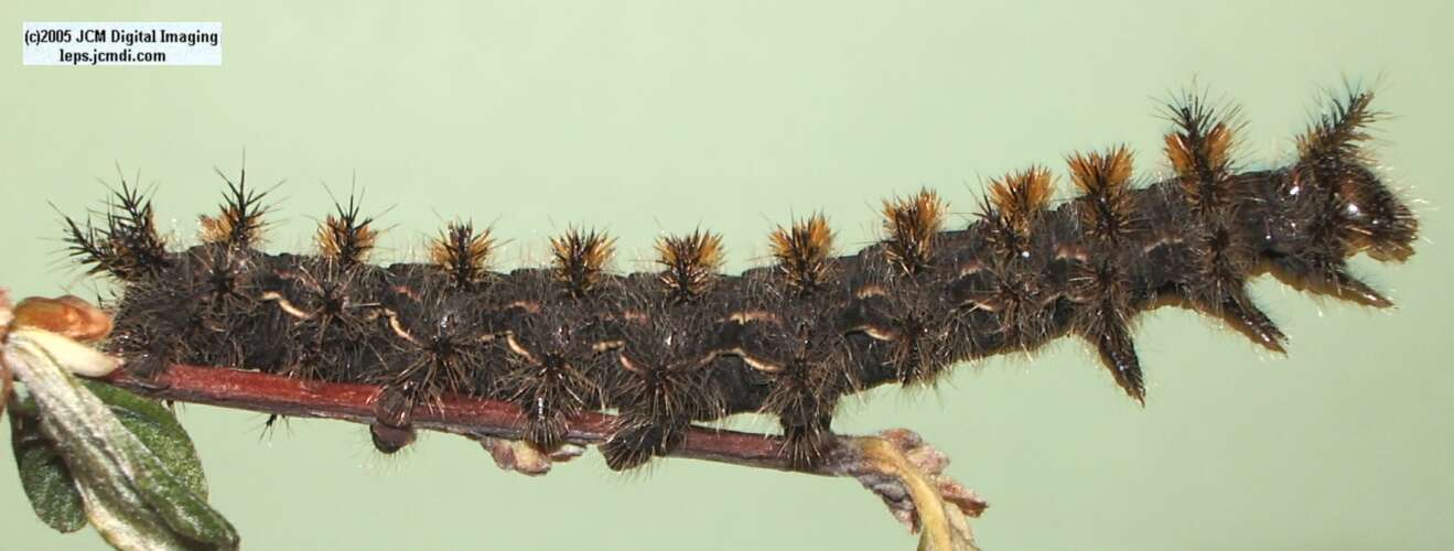 Hemileuca eglanterina (Western/Elegant Sheepmoth) images, rearing, larvae, pupae, cocoons, and documentary