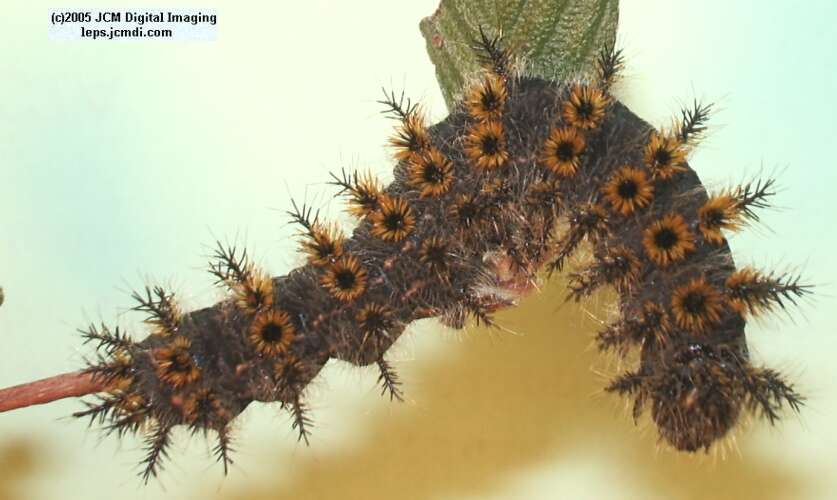 Hemileuca eglanterina (Western/Elegant Sheepmoth) images, rearing, larvae, pupae, cocoons, and documentary