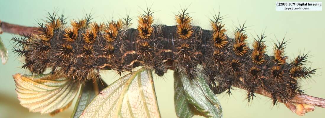 Hemileuca eglanterina (Western/Elegant Sheepmoth) images, rearing, larvae, pupae, cocoons, and documentary