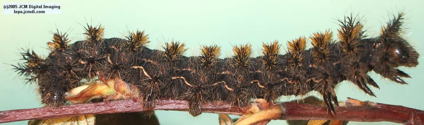 Hemileuca eglanterina (Western/Elegant Sheepmoth) images, rearing, larvae, pupae, cocoons, and documentary