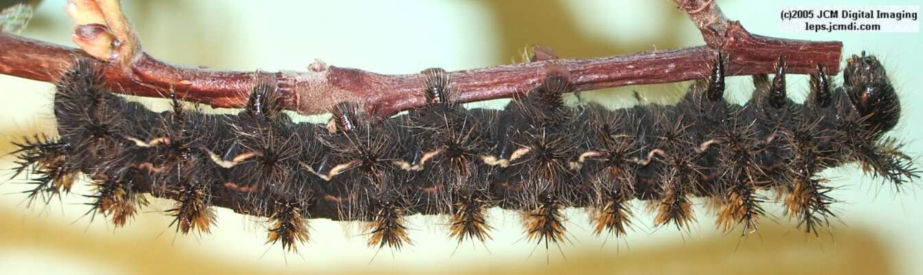 Hemileuca eglanterina (Western/Elegant Sheepmoth) images, rearing, larvae, pupae, cocoons, and documentary