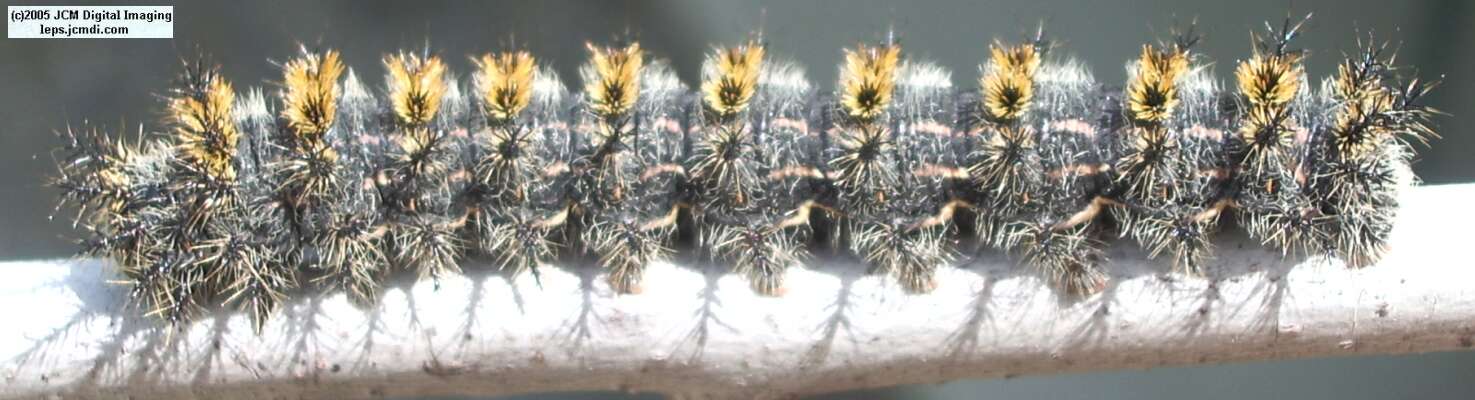 Hemileuca eglanterina (Western/Elegant Sheepmoth) images, rearing, larvae, pupae, cocoons, and documentary