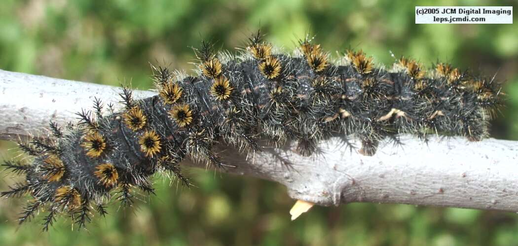 Hemileuca eglanterina (Western/Elegant Sheepmoth) images, rearing, larvae, pupae, cocoons, and documentary