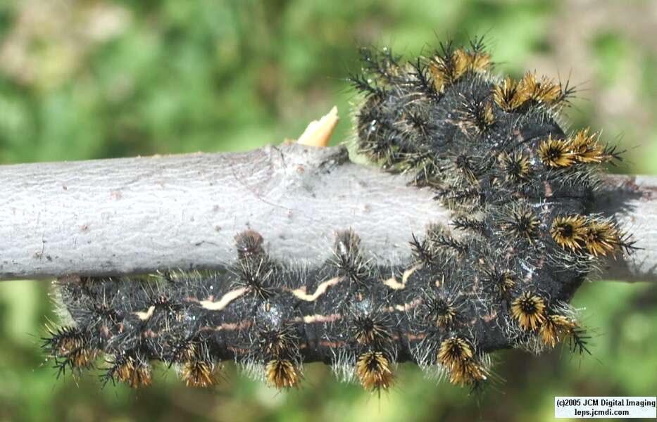 Hemileuca eglanterina (Western/Elegant Sheepmoth) images, rearing, larvae, pupae, cocoons, and documentary