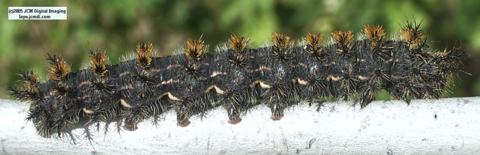 Hemileuca eglanterina (Western/Elegant Sheepmoth) images, rearing, larvae, pupae, cocoons, and documentary