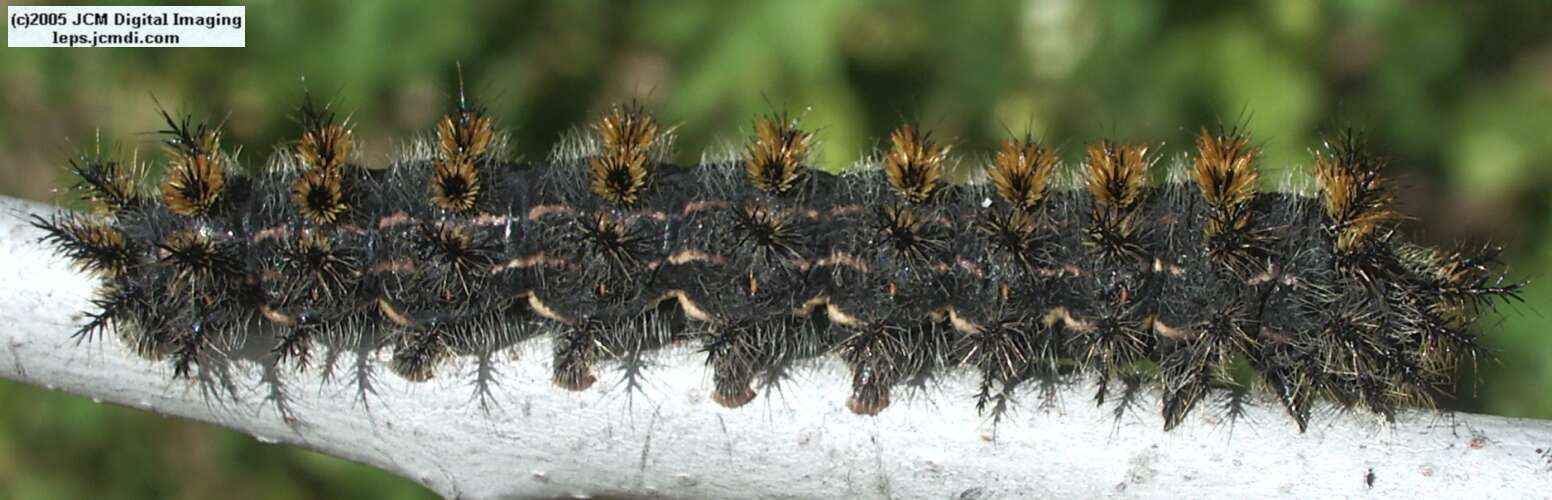 Hemileuca eglanterina (Western/Elegant Sheepmoth) images, rearing, larvae, pupae, cocoons, and documentary
