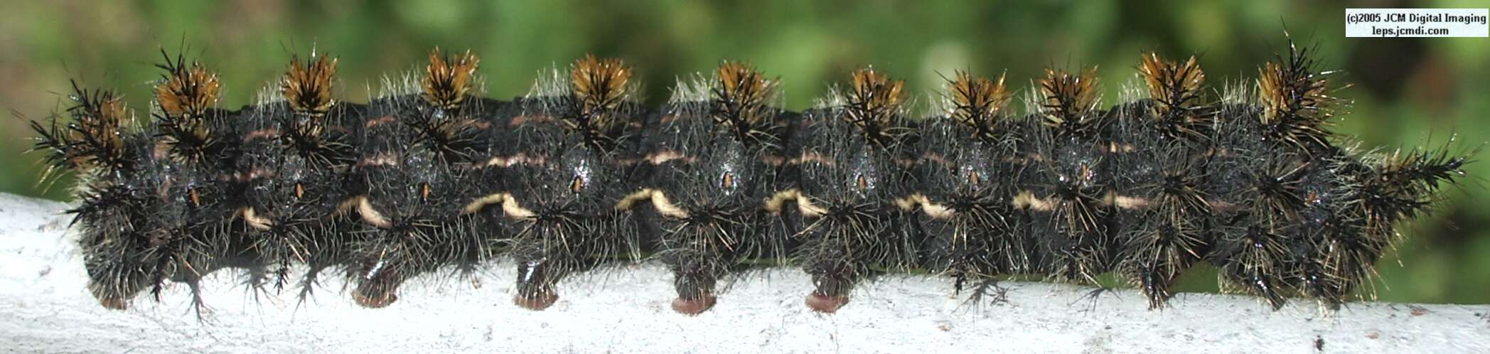 Hemileuca eglanterina (Western/Elegant Sheepmoth) images, rearing, larvae, pupae, cocoons, and documentary
