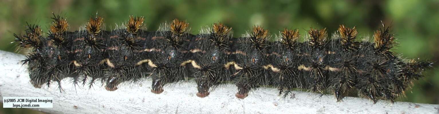 Hemileuca eglanterina (Western/Elegant Sheepmoth) images, rearing, larvae, pupae, cocoons, and documentary
