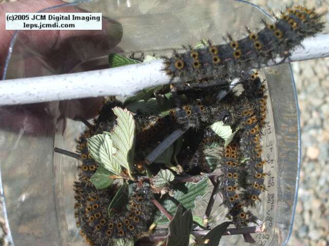 Hemileuca eglanterina (Western/Elegant Sheepmoth) images, rearing, larvae, pupae, cocoons, and documentary