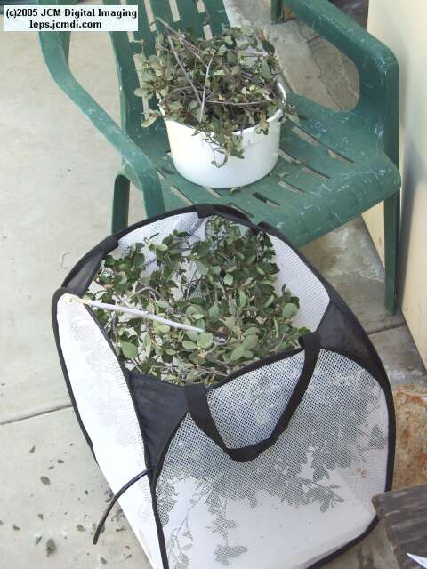 Hemileuca eglanterina (Western/Elegant Sheepmoth) images, rearing, larvae, pupae, cocoons, and documentary