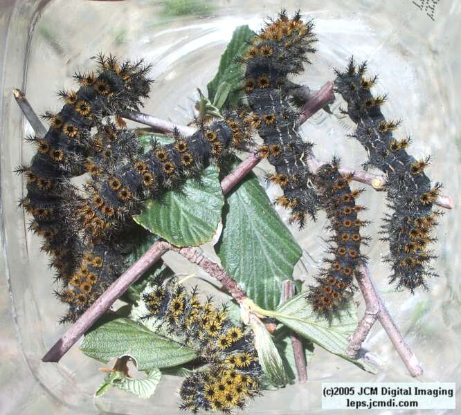 Hemileuca eglanterina (Western/Elegant Sheepmoth) images, rearing, larvae, pupae, cocoons, and documentary