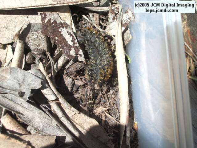 Hemileuca eglanterina (Western/Elegant Sheepmoth) images, rearing, larvae, pupae, cocoons, and documentary