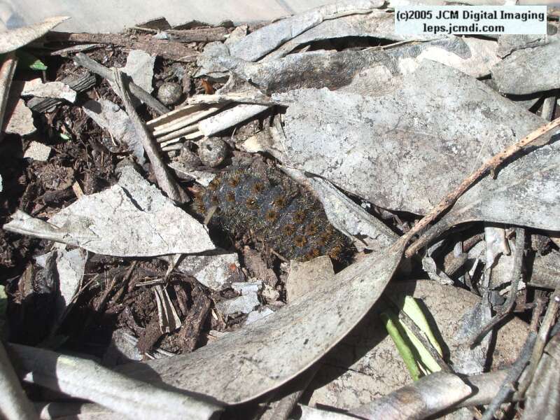 Hemileuca eglanterina (Western/Elegant Sheepmoth) images, rearing, larvae, pupae, cocoons, and documentary